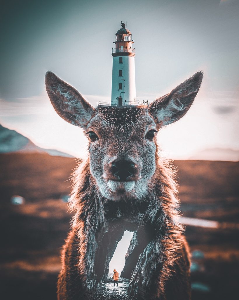 lighthouse, animal, cave-4807359.jpg